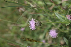 Tricholepis radicans